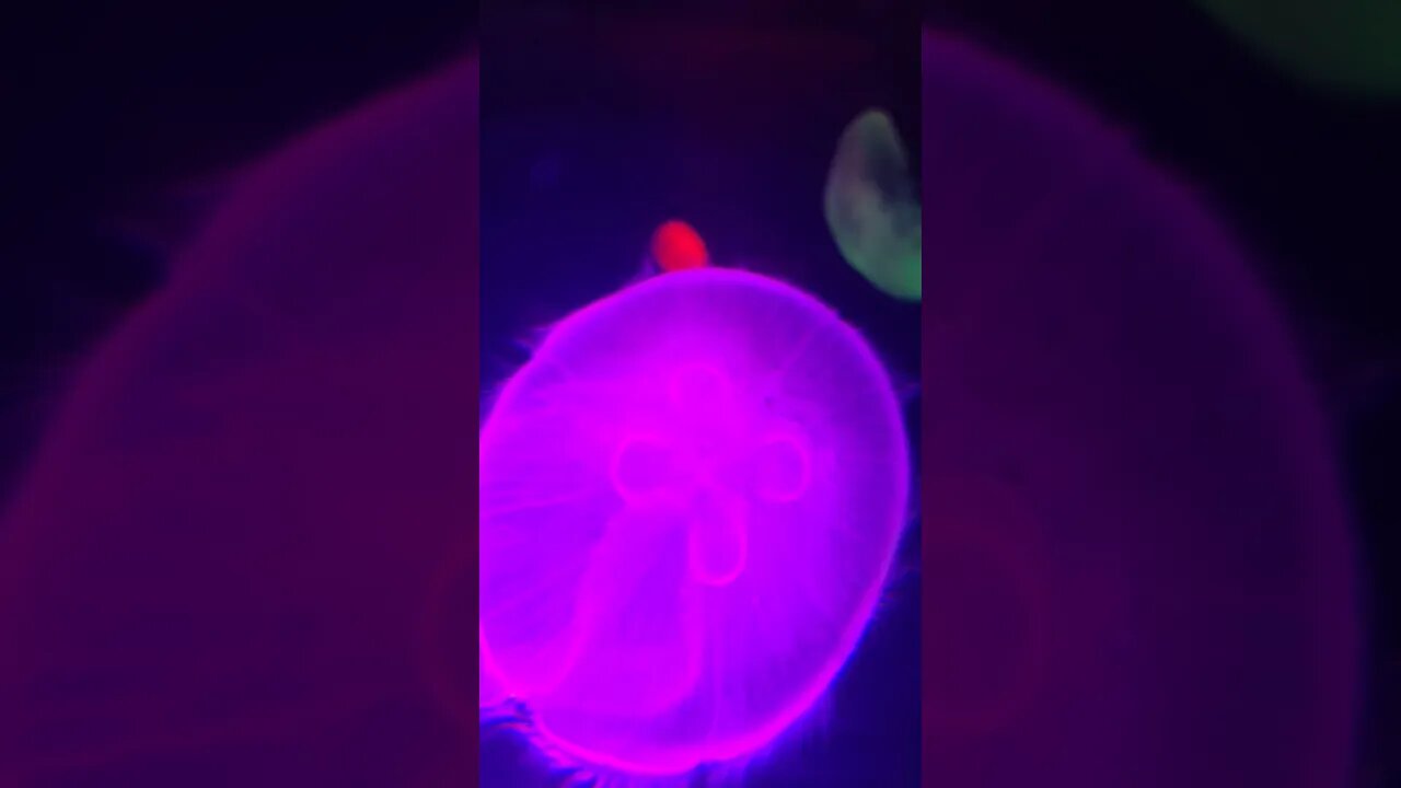 Jellyfish Aquarium