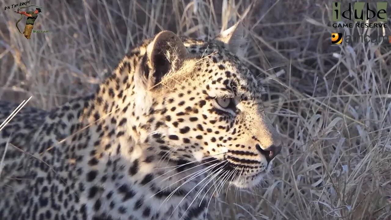 Scotia Female Leopard - Year 2, Independence - 15: Walking Past Africam, Dodging A Hyena