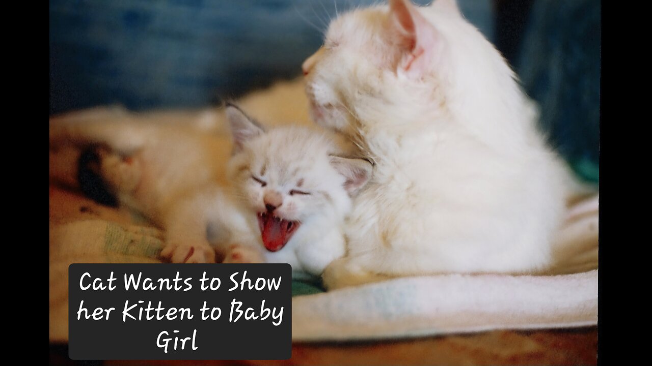 "Furry Friendship Alert! Mother Cat Brings Adorable Kitten to Play with Baby Girl"