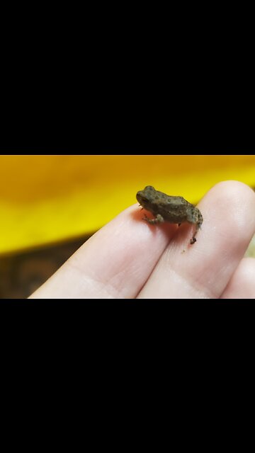 Baby Frog