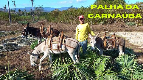 COMO É O TRABALHO DOS CORTADORES DE PALHA DE CARNAÚBA A ÁRVORE DA VIDA | RAIZES DO REI | BRASIL BR