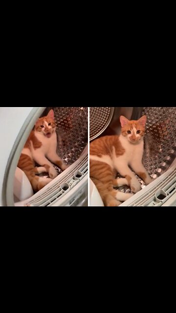 Crazy Kitten Decides To Nap In The Dryer