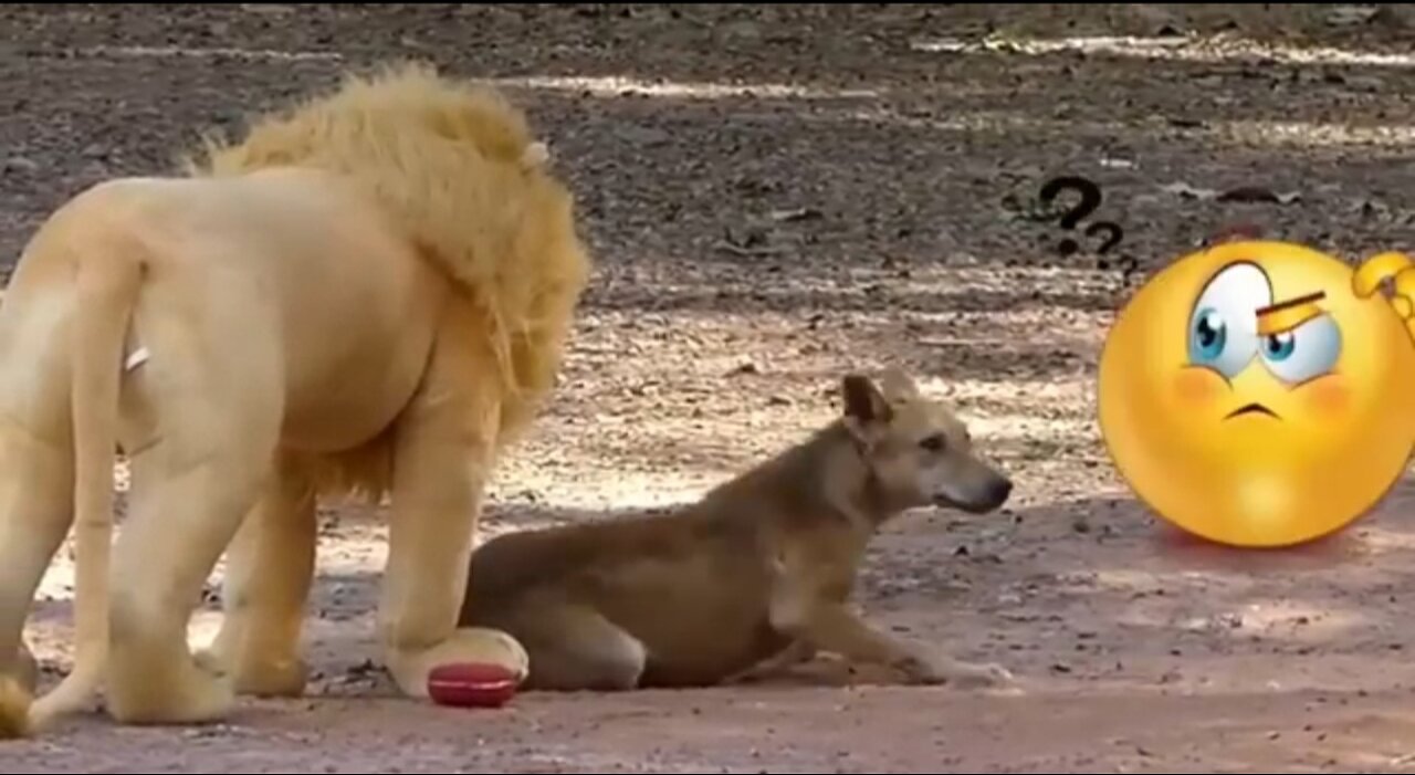 Troll prank Dog funny & fake lion and fake tiger prank to dog