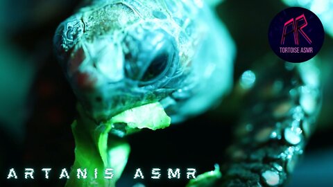 TORTOISE ERADICATES FOOD _||_ ASMR MUKBANG EATING CHAMPION 🐉