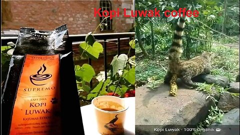Kopi Luwak coffee