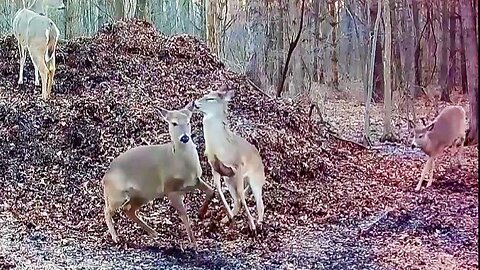 More White-Tailed deer jumping and chasing around the leaf pile!