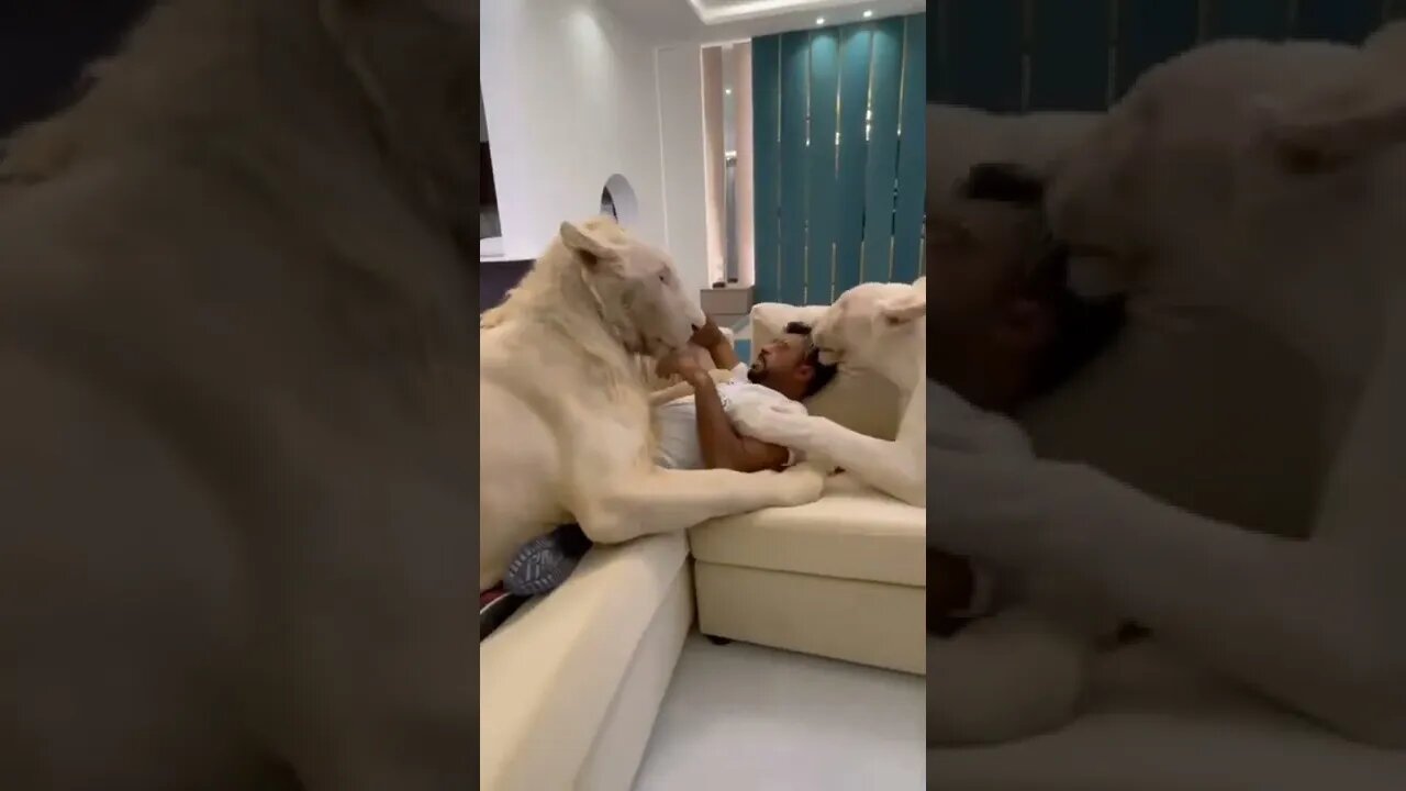 na boa, um imobilizou e outro ta só temperando (esse carinho tá estranho) #shorts #viral