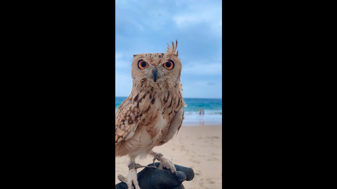 UAE falconry