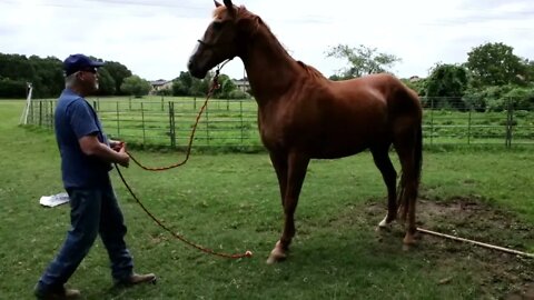 Part 3 Working With Fearful Horse Chili - Turns Out He Is Not So Fearful & A Great Learner (3 of 5)