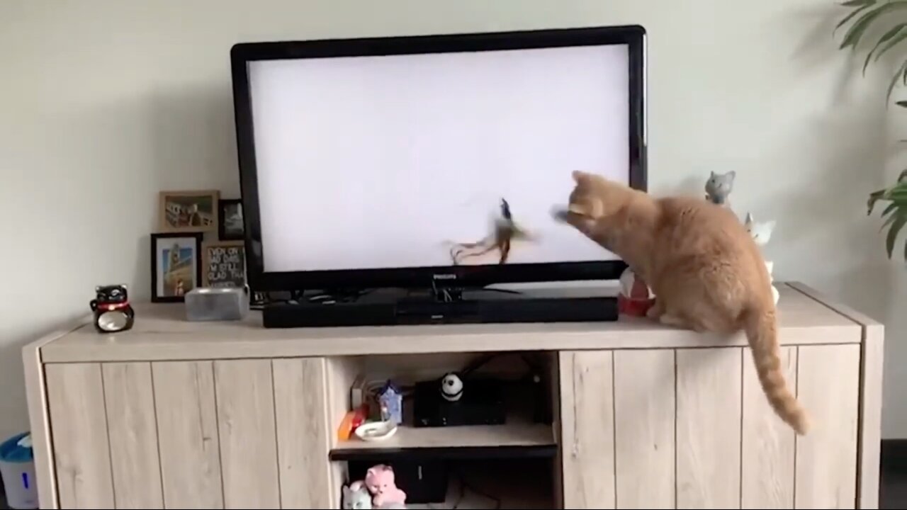 Cat Tries To Grab Fish On Screen Falls Down With Sound-bar