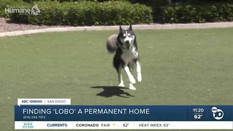 Pet of the Week: Lobo