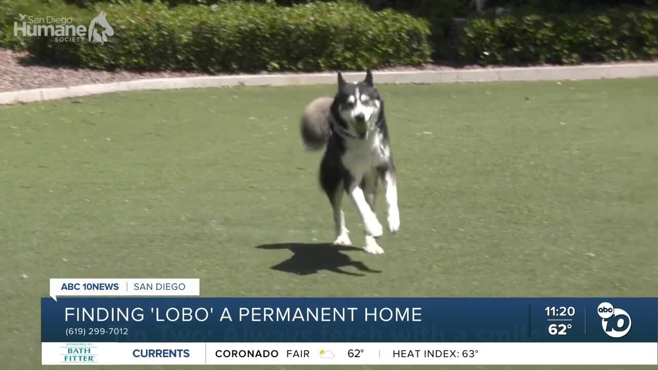 Pet of the Week: Lobo