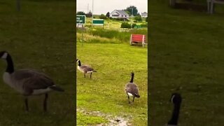 Wild Canada Geese at side of the road