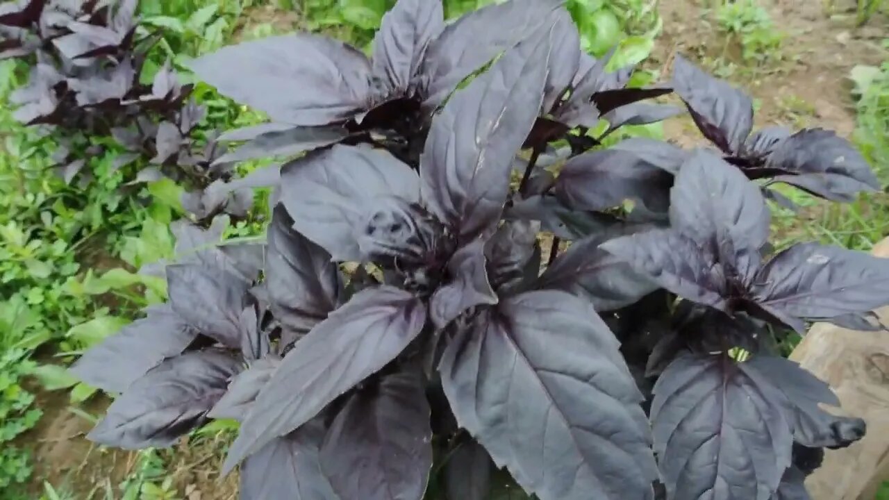 Bolting Lettuce and First Harvest