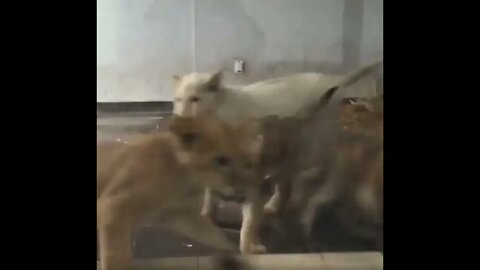 Dog fighting lion cubs - Daily Dose of Nature