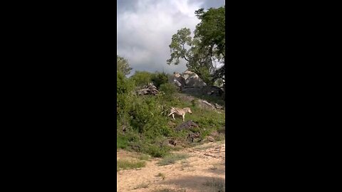 Mother Zebra Foils Leopard’s Hunt