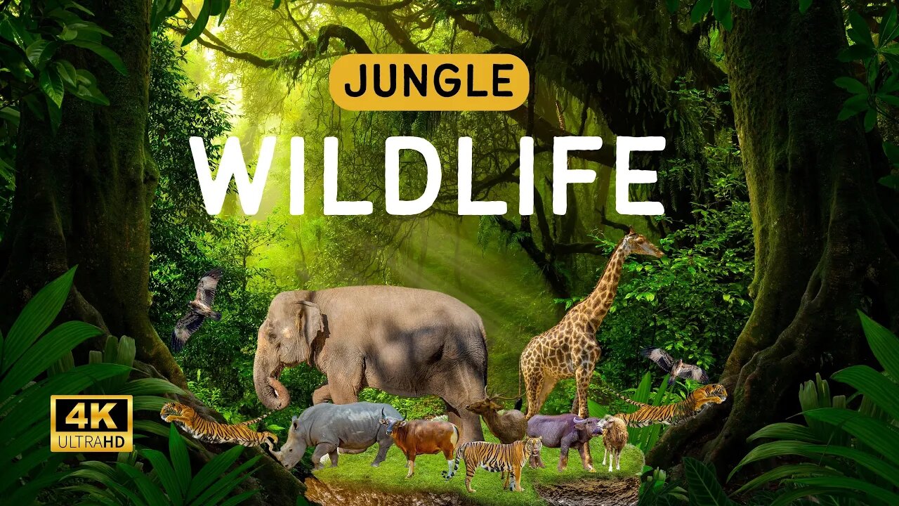 Wildlife animal planet ultra hd