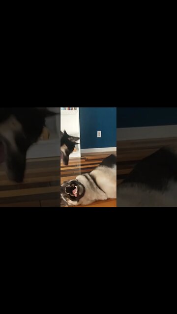 Shepsky Sisters Missed Eachother #shorts #reunion