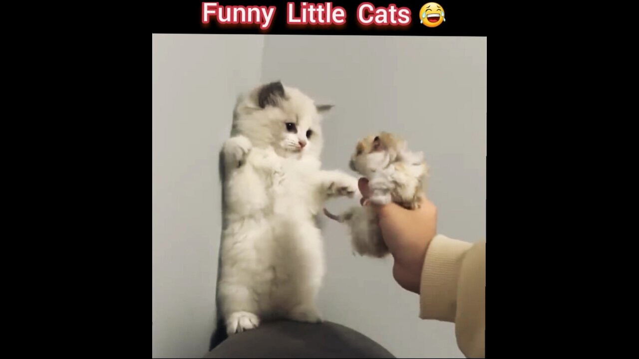 Cute Little Funny Cats