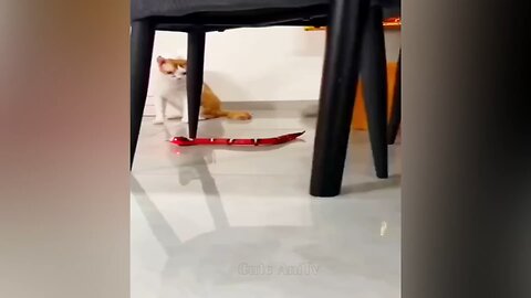 animals are funny