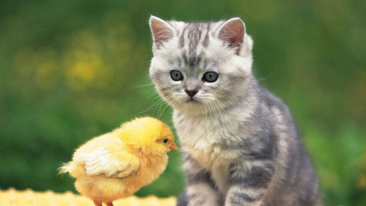 Kittens walk with a tiny chicken