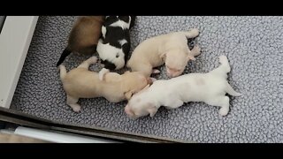 P Litter 2 Eyes are Open(1)