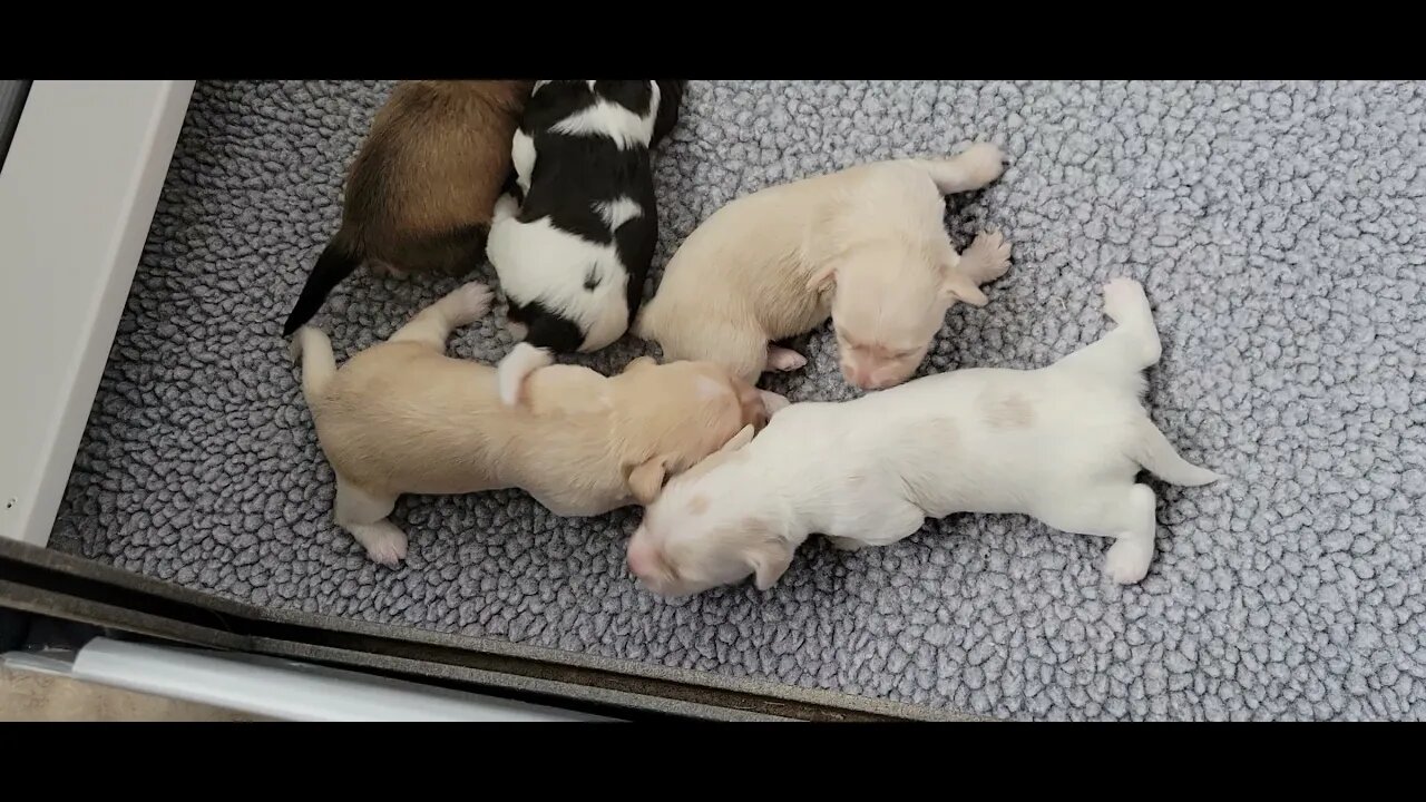 P Litter 2 Eyes are Open(1)