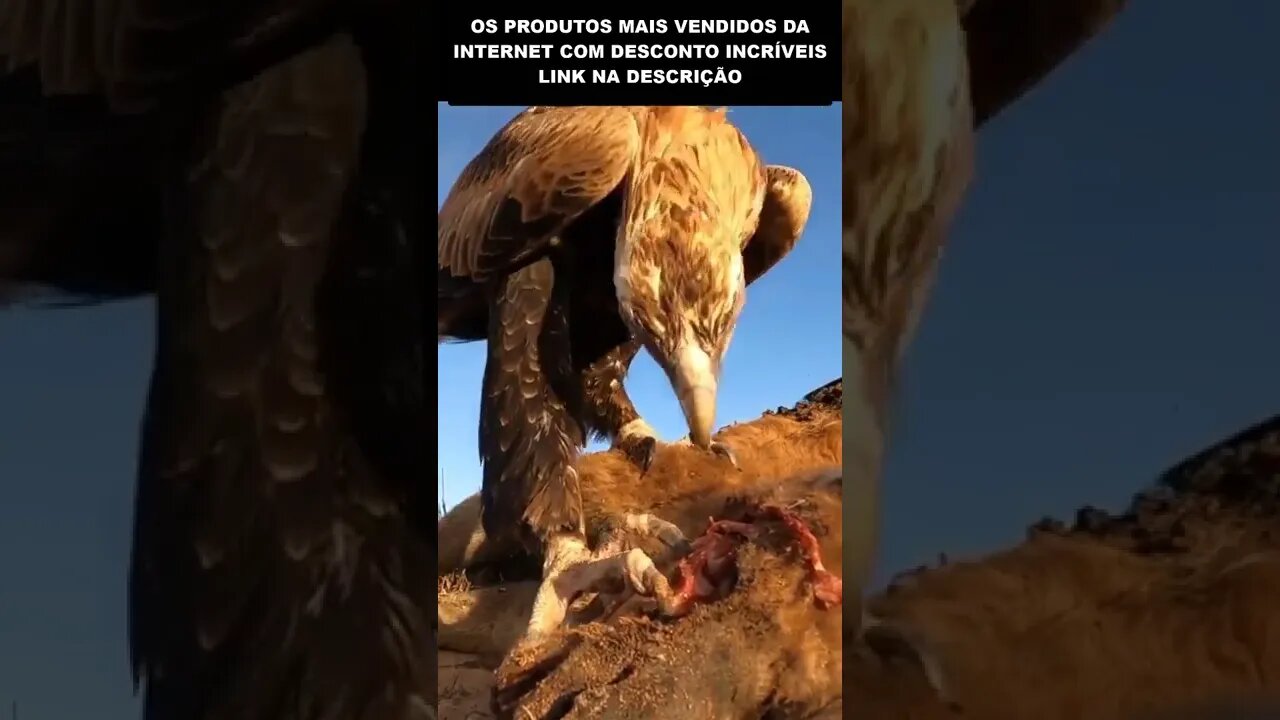 ÁGUIA COMENDO A CAÇA