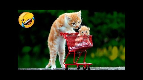 Best Funny Animal Videos Of The 2022 🤣 - Funniest Cats And Dogs Videos 😺😍