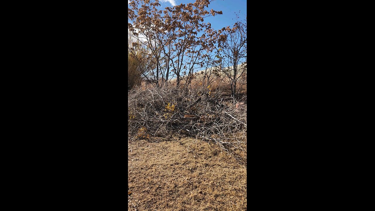 felled tree