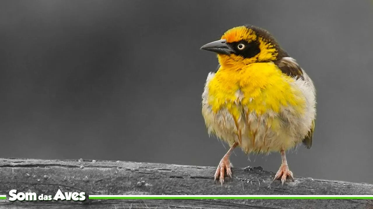 Canto do TECELÃO DE BAGLAFECHT - Baglafecht Weaver