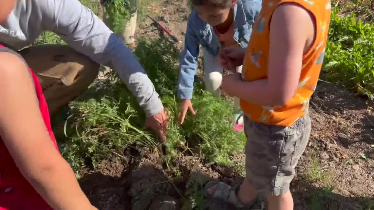 Partnership supplies daycares with produce while supporting refugee farmers