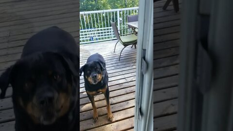 How My Rottweiler Acts After We Left Her For A Couple Hours 😂😓 #rottweiler #shorts