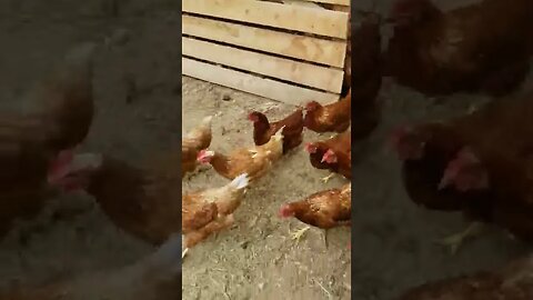 #chickens #layers #freerange #homesteading #homestead #layinghens #farmanimals #farmlife #farm