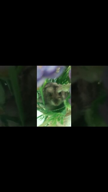 Vídeos engraçado de cães e gatos, susto engraçado #shorts