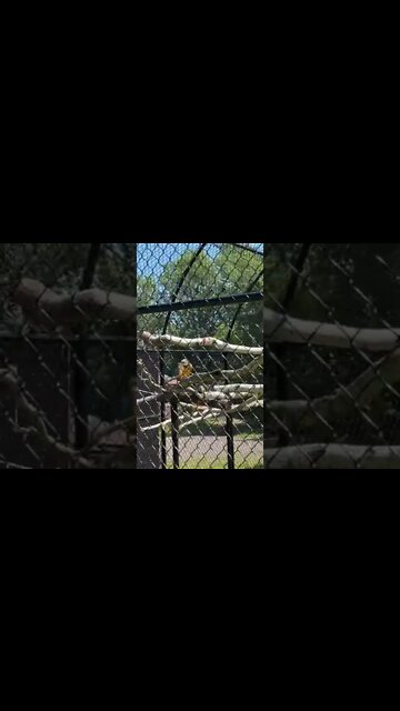 Zoo Attendant with Parrots