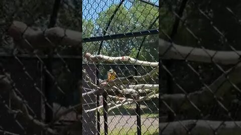 Zoo Attendant with Parrots