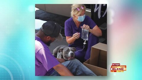The ElleVet Project