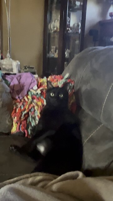 My cat be sitting weird