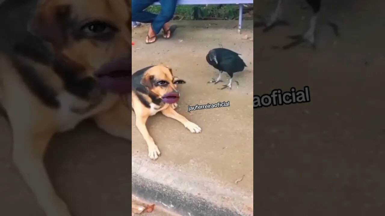 cachonildo