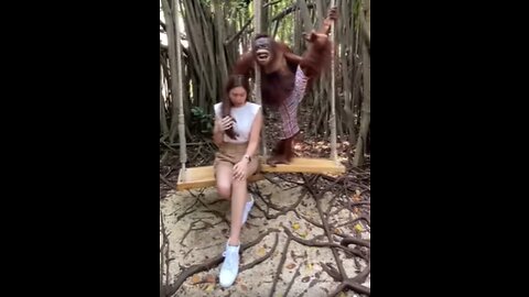 Naughty Orangutan
