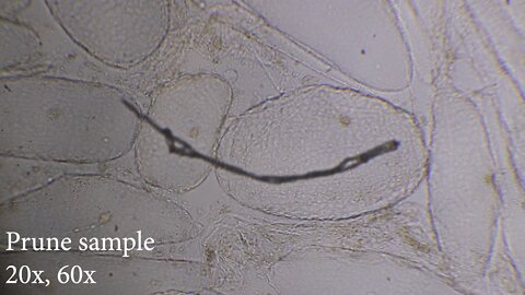 2022-09-29 Prune sample