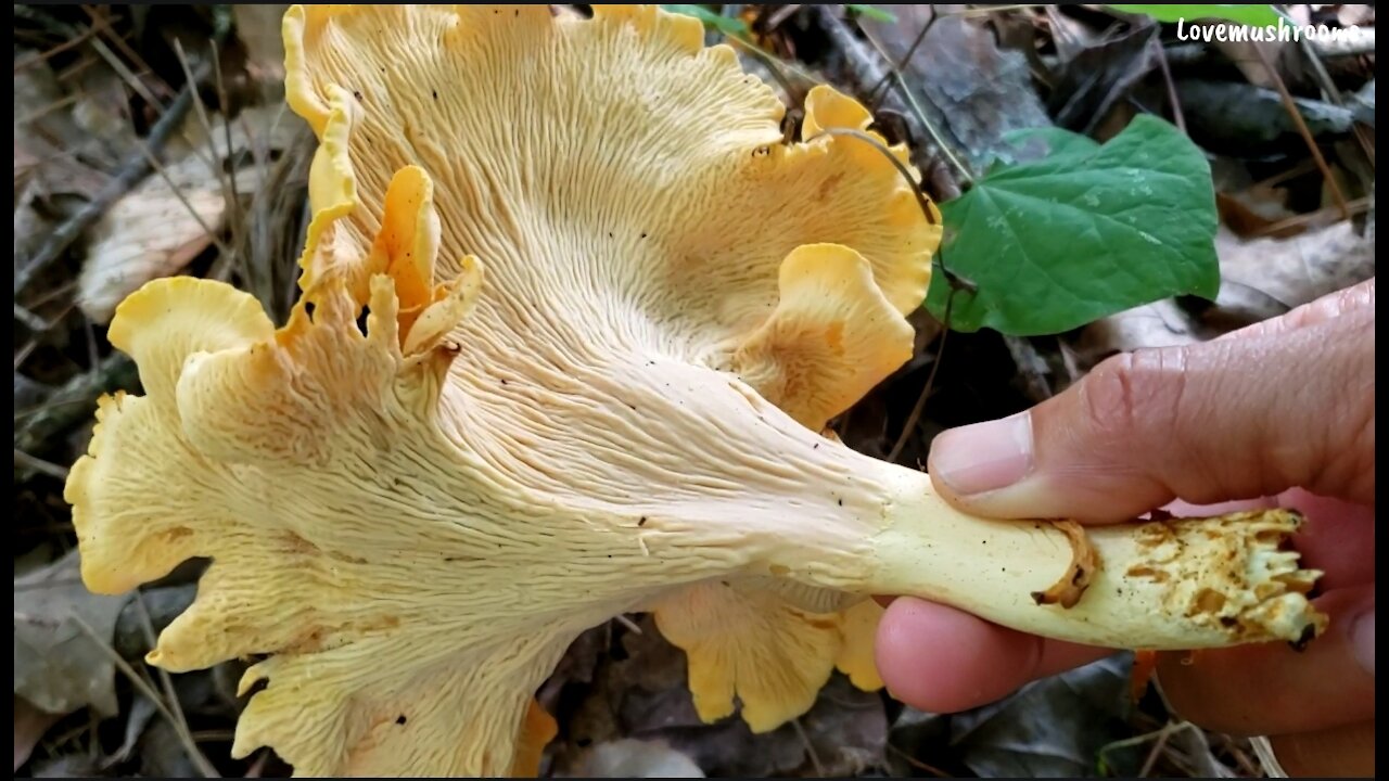 Picking Chanterelles near by my house.