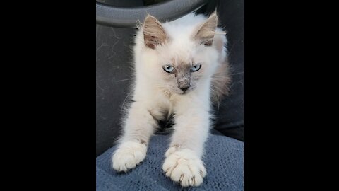 I adopt this sweet baby ragdoll... Will my man like him?