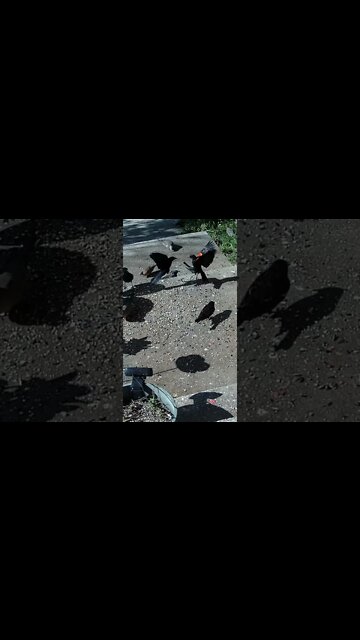 Birds In Slow Motion #Shorts 🌳