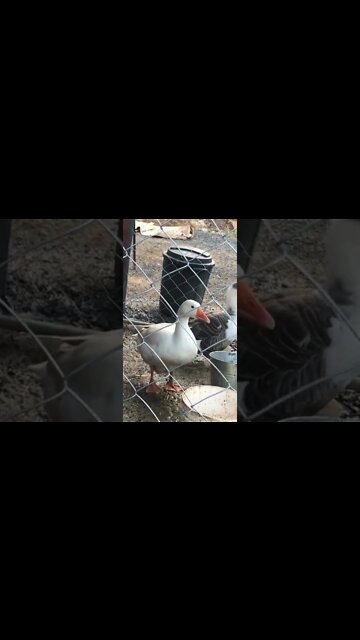 Guinea fowl keets hijack goose video