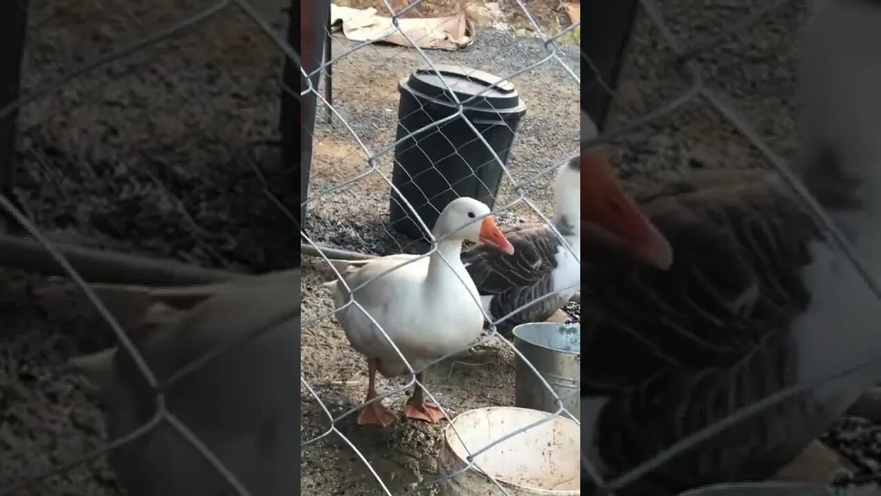 Guinea fowl keets hijack goose video