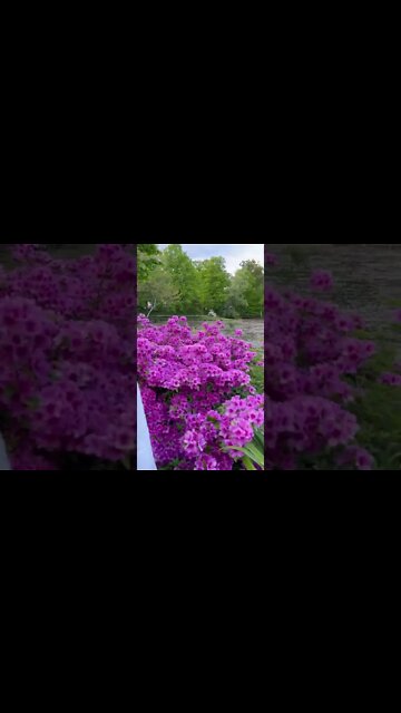 Does anyone know the type of flower this is?