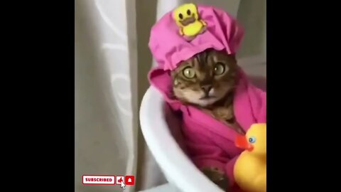 cute cat videos 😹 funny videos 😂1555