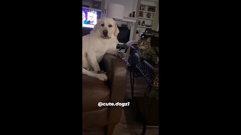 funny video